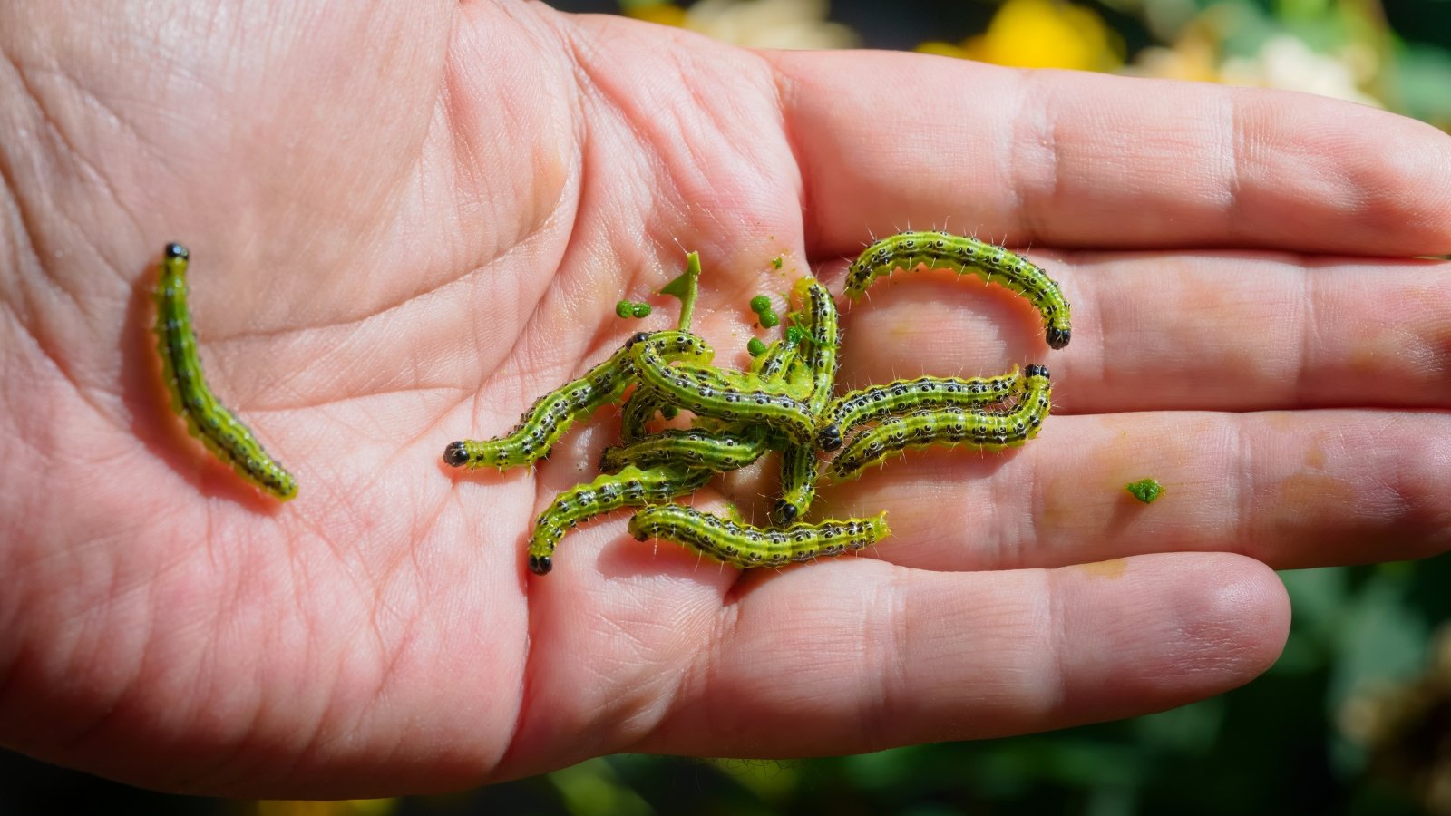 Several green-black elongated caterpillars collected in a human hand, close-up.