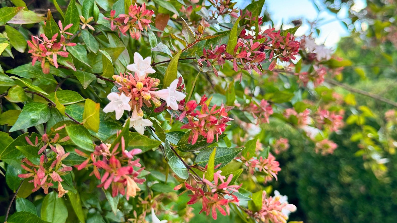 Small, bell-shaped flowers with pink and white petals and prominent red calyces emerge from green and reddish-green leaves.