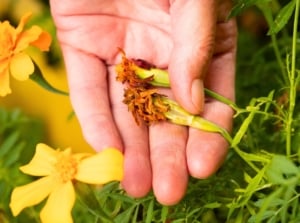 A person's hand gently holds two dried, brown flower heads from annuals, ready for seed collection, surrounded by green leaves and yellow blossoms.
