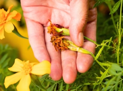 A person's hand gently holds two dried, brown flower heads from annuals, ready for seed collection, surrounded by green leaves and yellow blossoms.