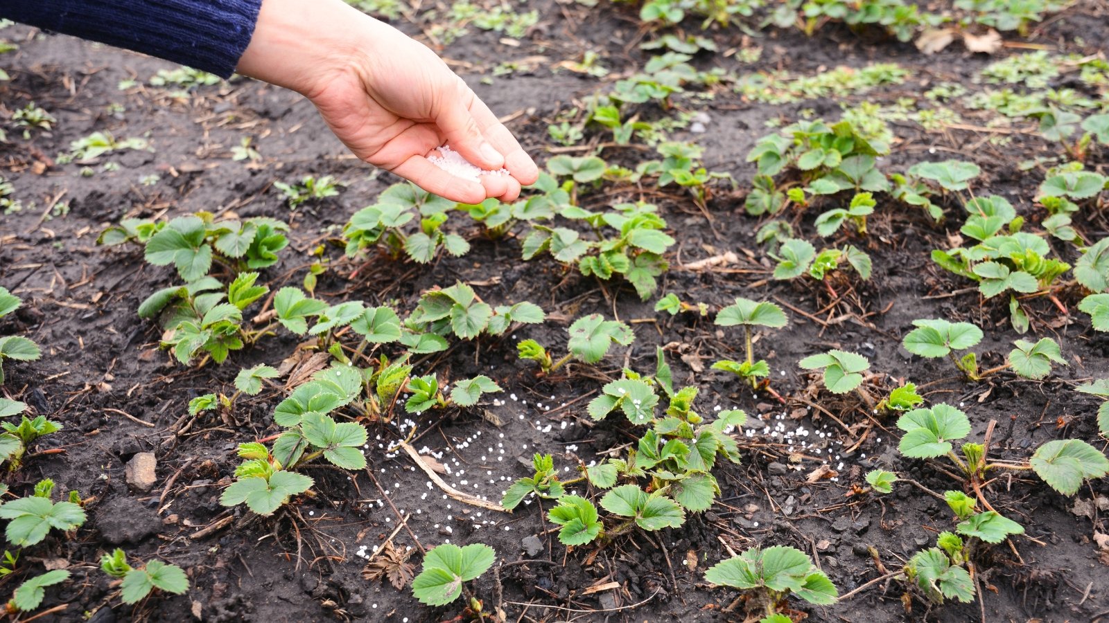 A woman's hand applies white granular fertilizer onto a bed of trimmed strawberry plants with small jagged green leaves.