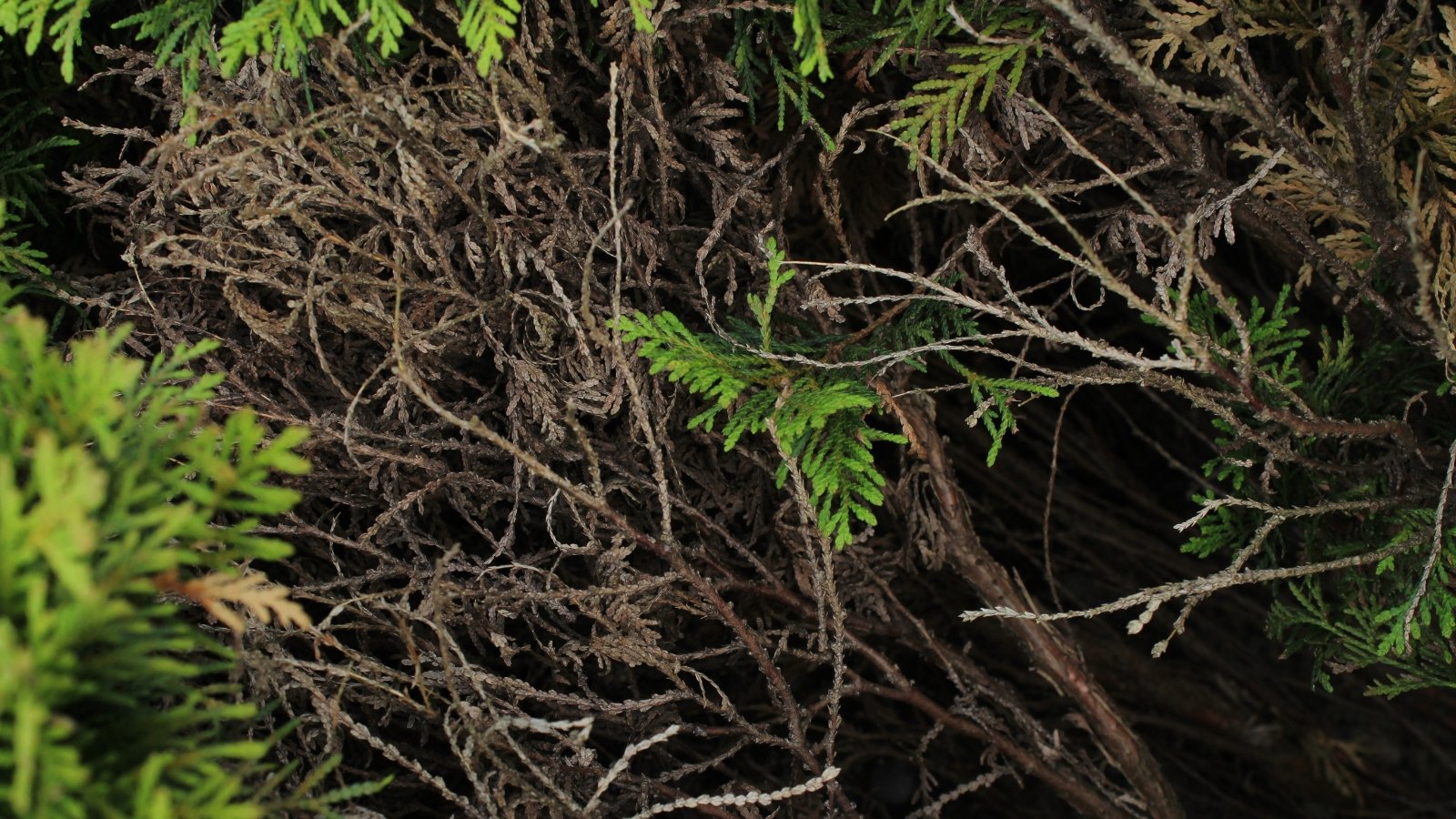 Arborvitae with patchy needle drop shows some branches dry and bare while others remain covered in dense green scale-like leaves.
