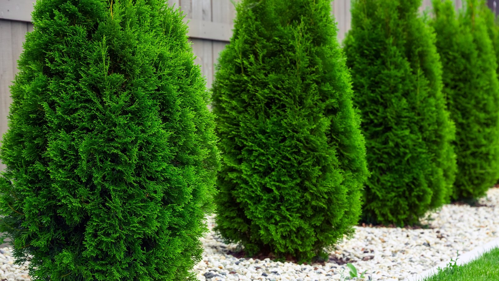 Tall, dense evergreen arborvitae trees grow closely in a neat row along the garden edge, with flat, scale-like green leaves forming lush, overlapping foliage.
