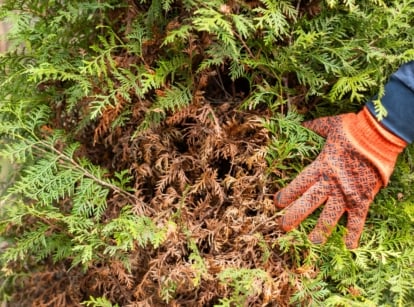 Gardener’s gloved hand showing brown, drying leaves among green foliage on an arborvitae turning brown.