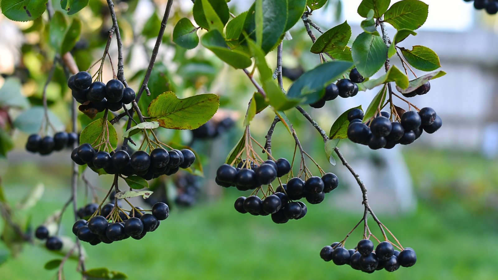 Clusters of small, dark purple-black berries hang from branches with green leaves.