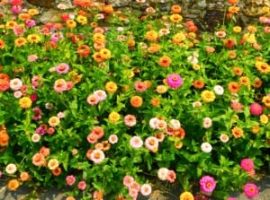 A lush bed of bright flowers in shades of pink, orange, and yellow with visible centers blooms on green stems with small leaves, typical of August garden plants.