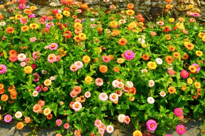 A lush bed of bright flowers in shades of pink, orange, and yellow with visible centers blooms on green stems with small leaves, typical of August garden plants.