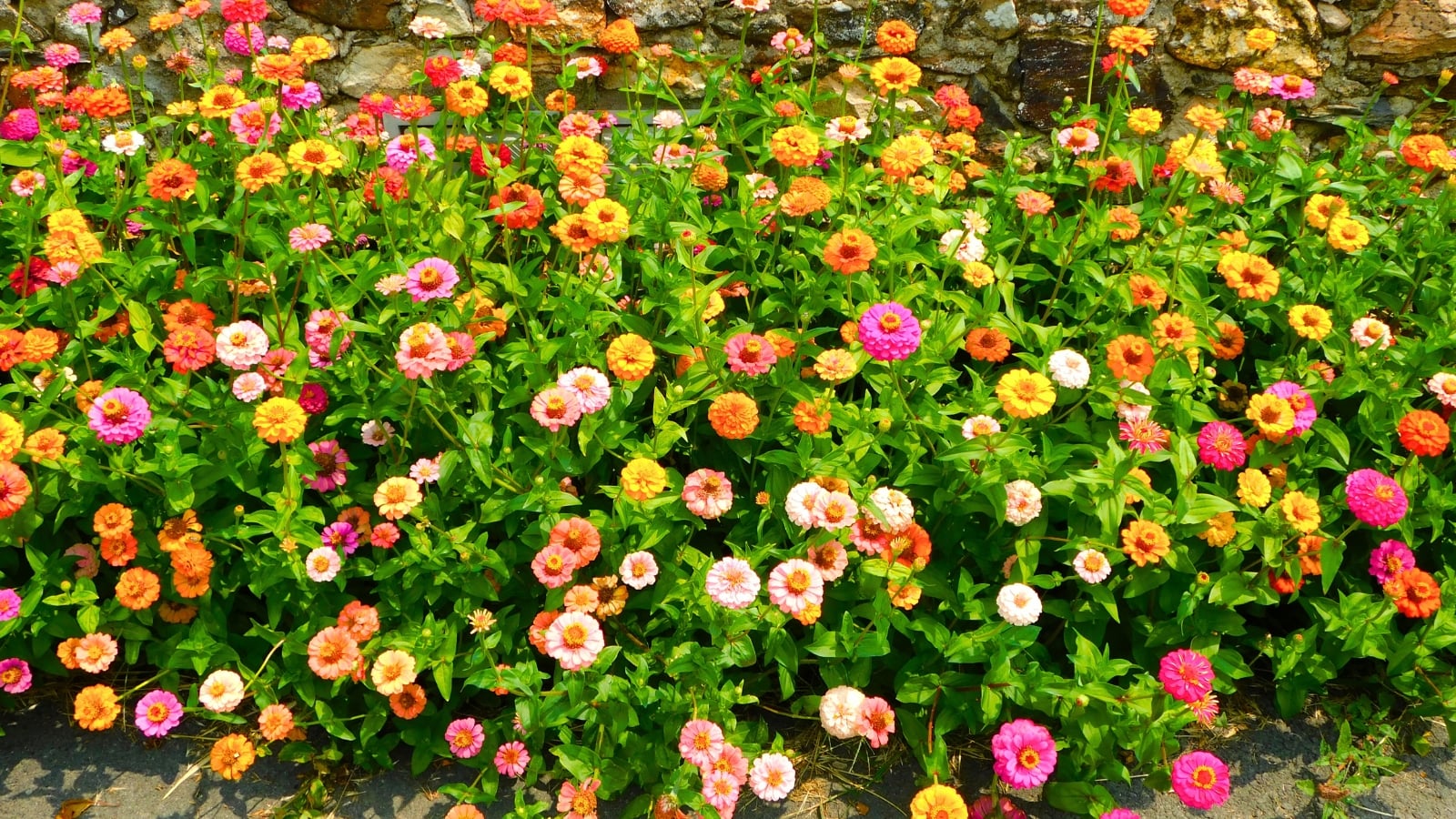 A lush bed of bright flowers in shades of pink, orange, and yellow with visible centers blooms on green stems with small leaves, typical of August garden plants.