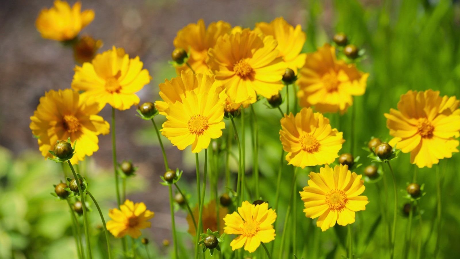 Bright yellow, daisy-like blossoms with multiple petals and prominent central discs stand tall on slender green stems in a sunny field, as seen in an August perennial guide.
