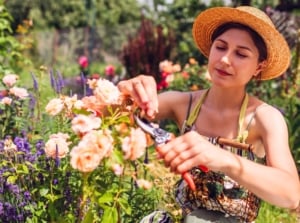 A gardener in a striped apron and straw hat uses red pruning shears to deadhead soft apricot roses in full bloom, part of August perennial tasks in a sunny garden.