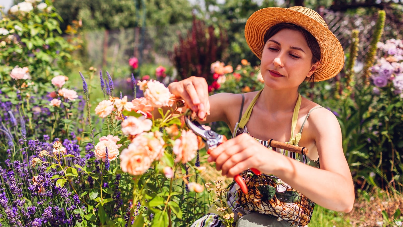 A gardener in a striped apron and straw hat uses red pruning shears to deadhead soft apricot roses in full bloom, part of August perennial tasks in a sunny garden.