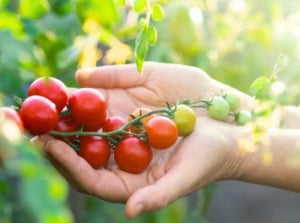 Close-up of female hands caring for clusters of red, orange, and green cherry tomatoes nestled among lush green foliage in an August garden.