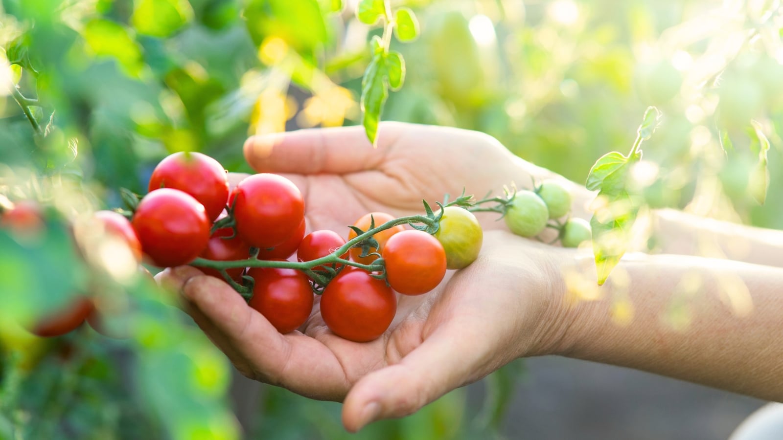Close-up of female hands caring for clusters of red, orange, and green cherry tomatoes nestled among lush green foliage in an August garden.