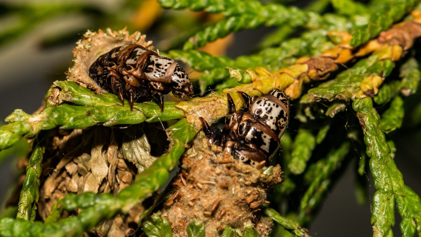 Small pale, segmented bagworm larvae with tiny legs emerging from brown, leafy protective bags nestled among dense green juniper leaves.
