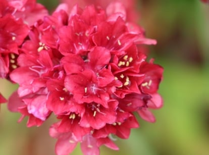 ballerina red armeria appearing vibrant and lovely under the sunlight surrounded by other plants