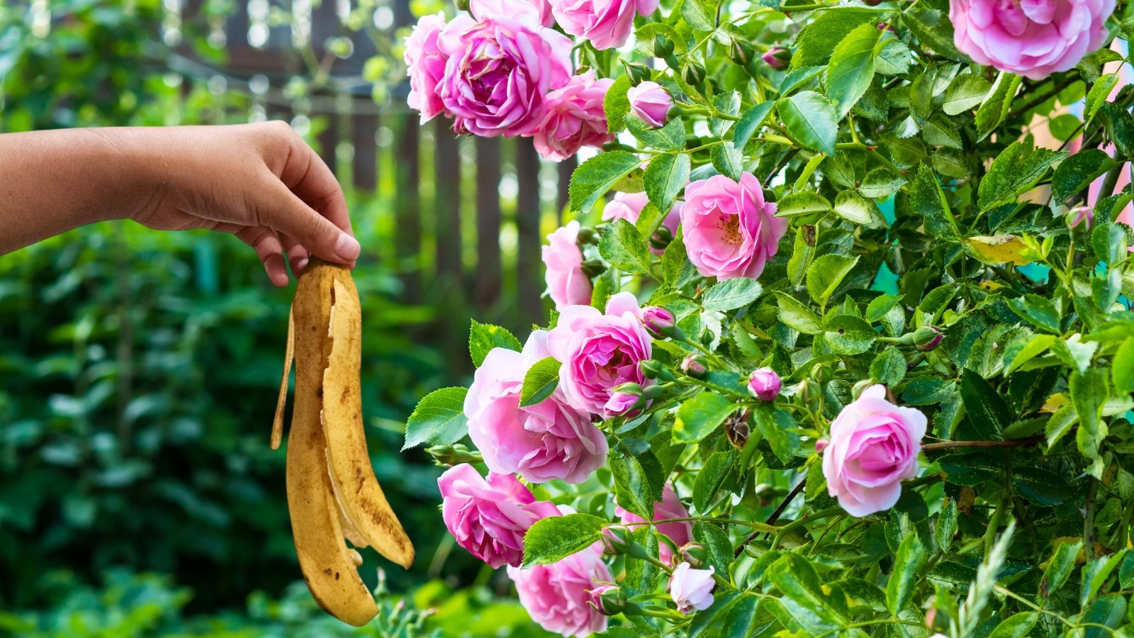 A woman's hand holds a banana peel next to a lushly blooming rose bush featuring lush, double, soft pink flowers among green, jagged foliage.
