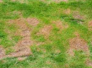A patchy grass lawn with uneven growth shows bare, brown spots scattered among thin green blades.