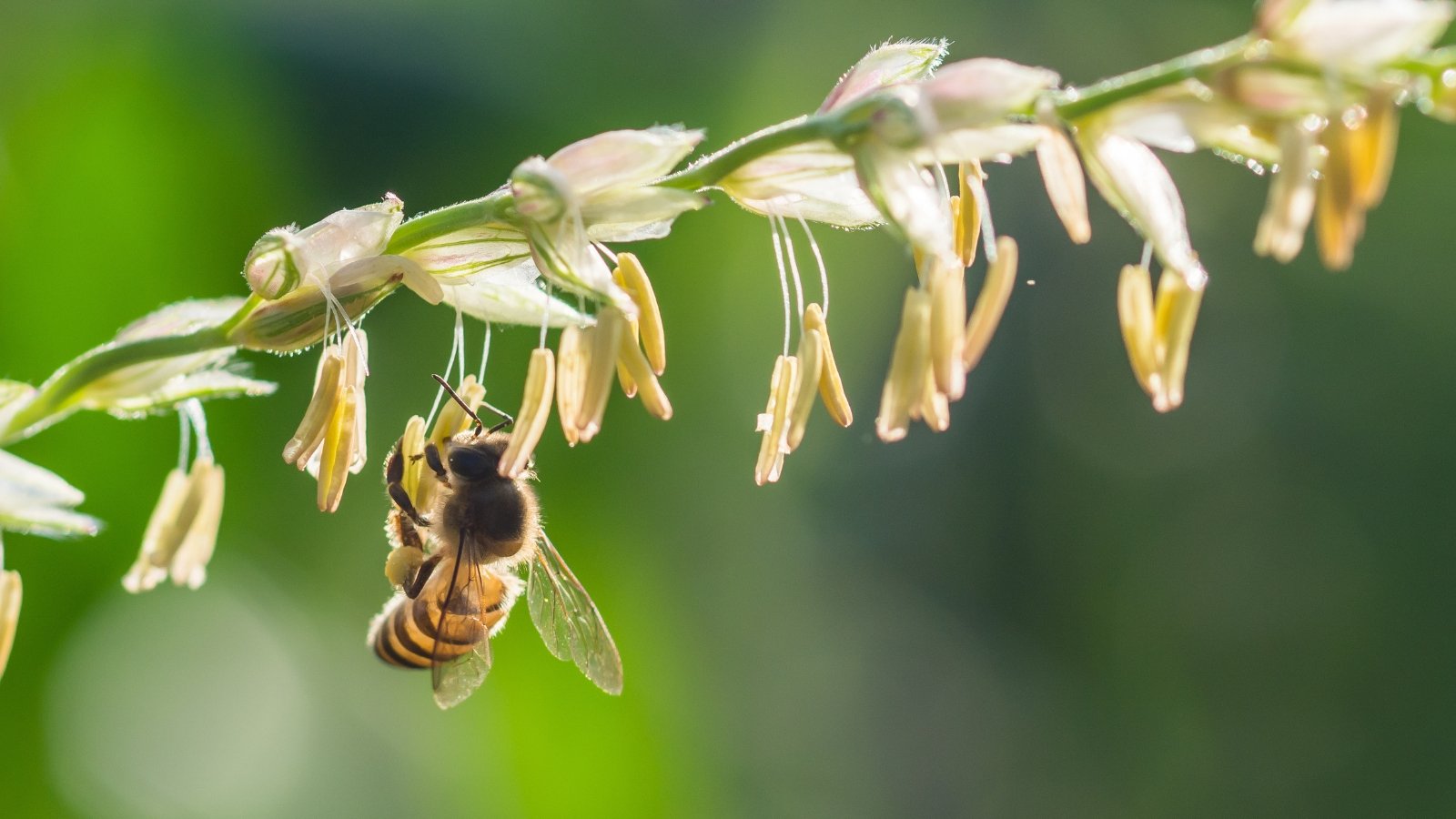 Close-up of a bee pollinating the tassel flower of a corn plant, with fine yellow pollen visible on its body and delicate anthers.