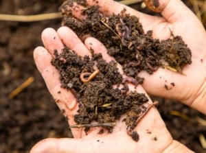 Close up of a gardener's hands holding vermicompost mixed with long red worms, showing the process of beginning vermicomposting.
