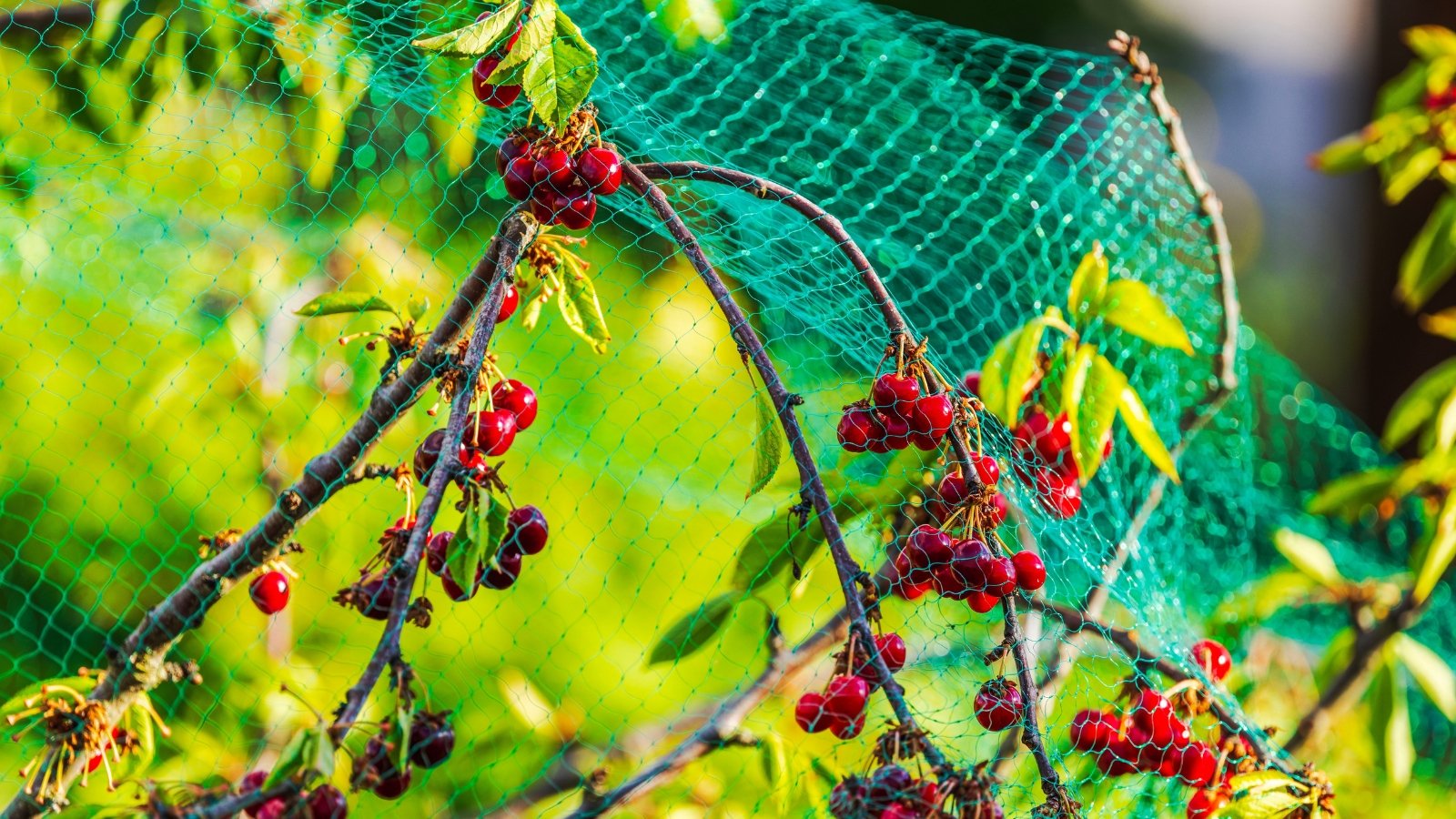 Close-up of cherry tree with bright red round glossy fruits hanging in clusters from branches covered with bird netting.