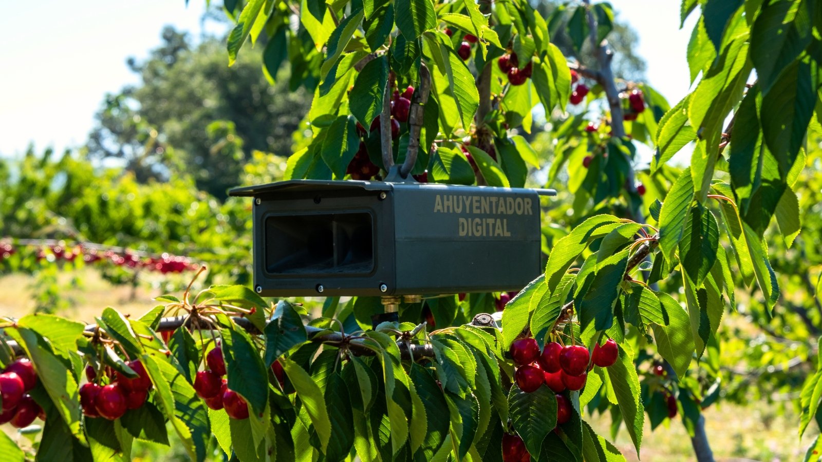 The bird noisemaker is mounted on the branches of a cherry tree with bright green foliage and clusters of bright red fruits.