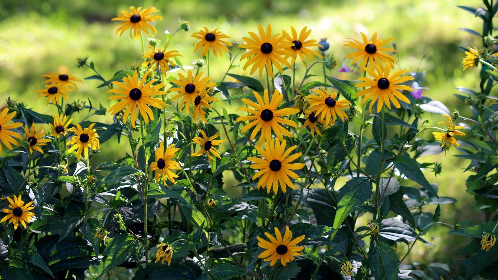 Blooming black-eyed Susan plants with bright yellow petals and dark central cones stand on slender, hairy green stems surrounded by rough, lance-shaped leaves in a sunny garden.