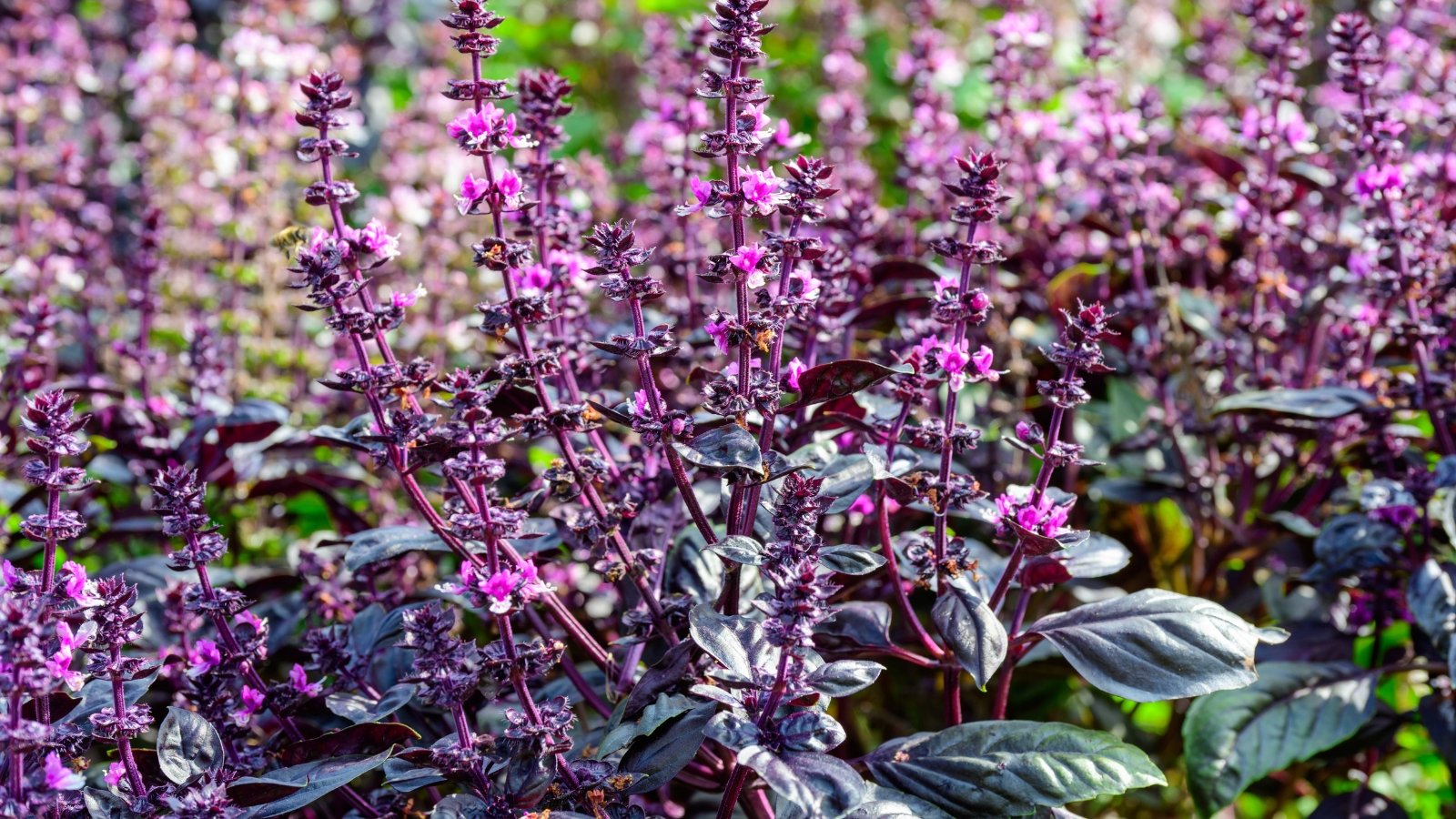 Lush, upright basil plants with glossy, oval purple leaves and upright, narrow, elongated pink flower clusters.