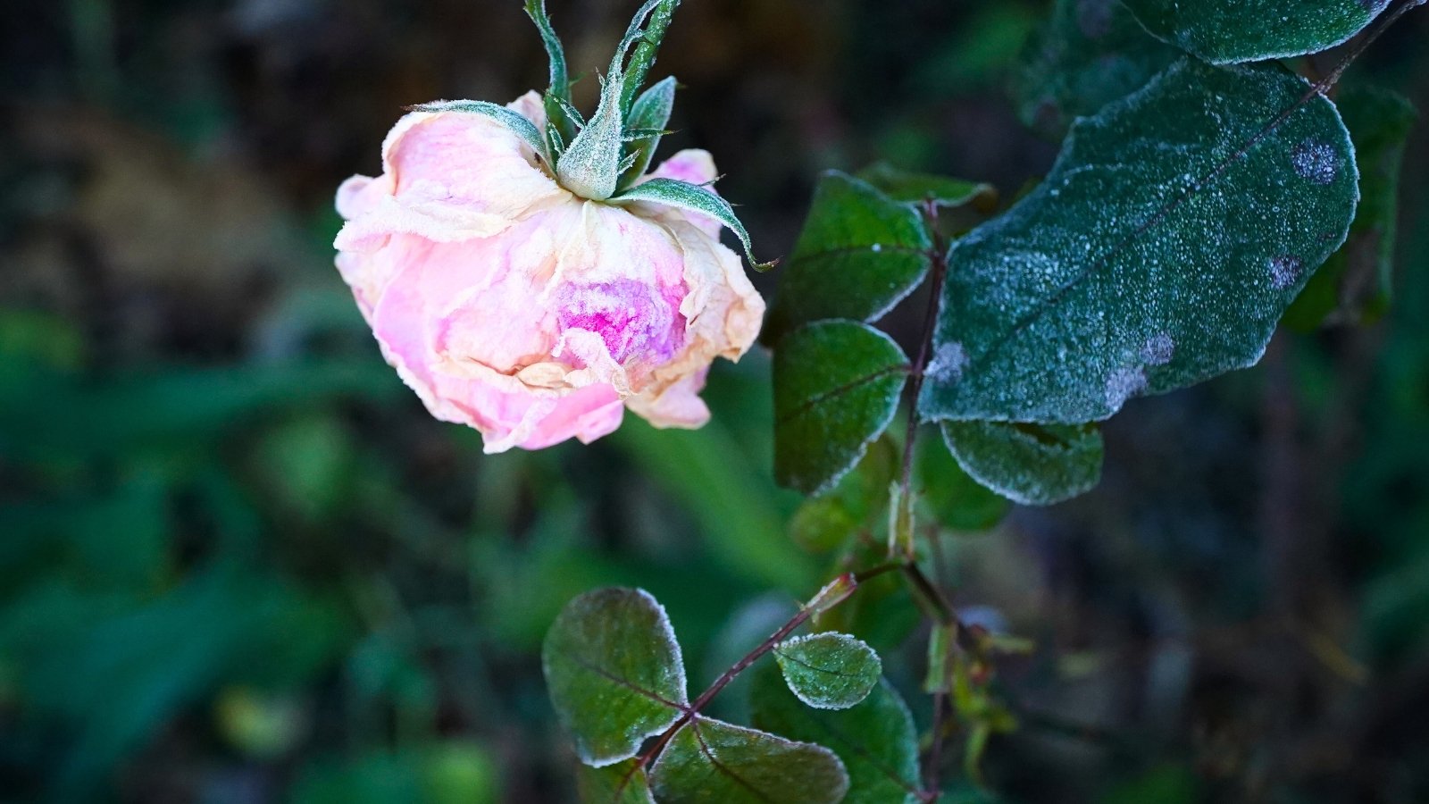 Close-up of a blooming soft pink rose with dark green foliage covered with white frost.