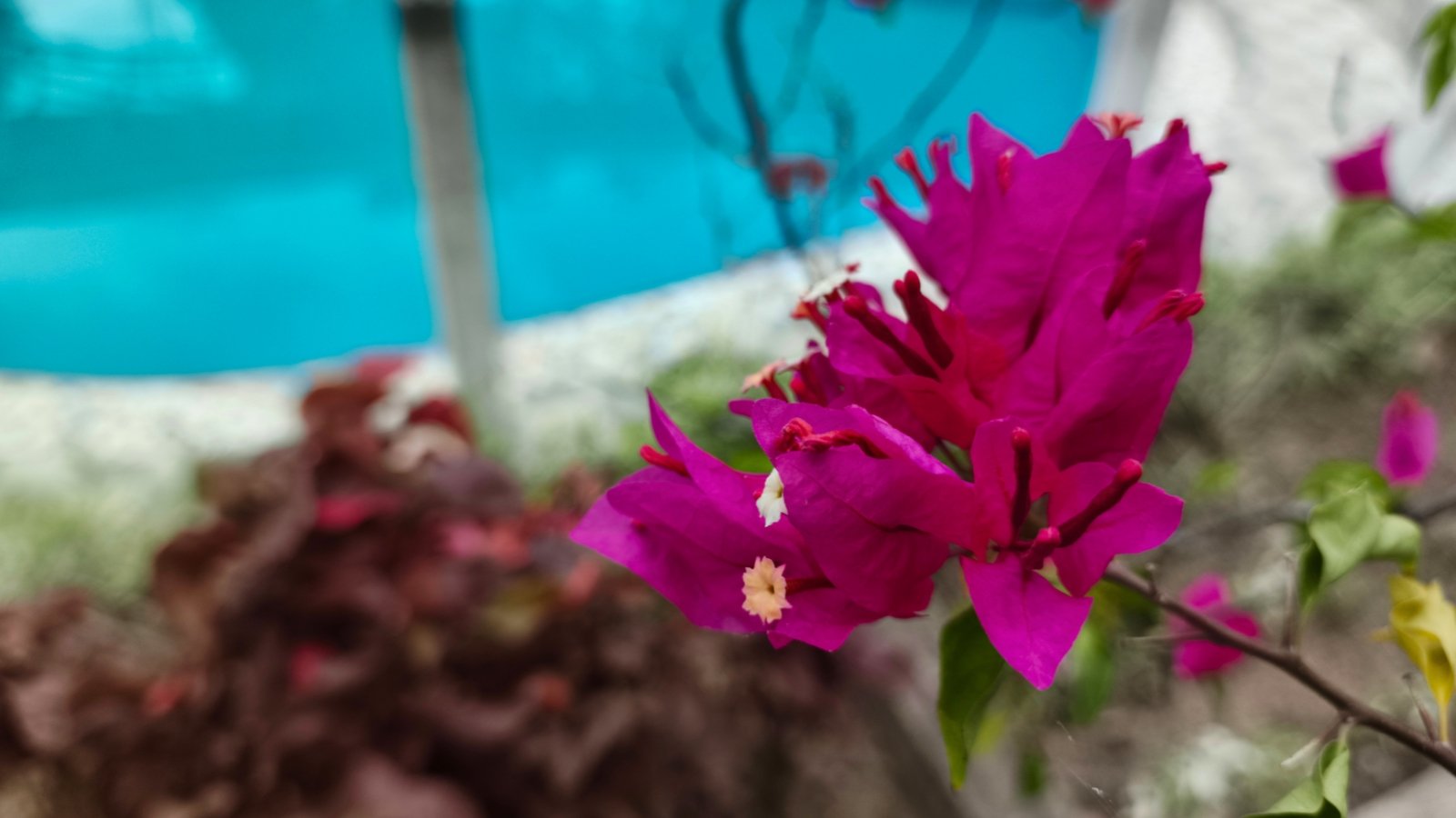 A cluster of vibrant magenta-pink, papery bracts surrounds small, white and yellow true flowers, with some green leaves visible.
