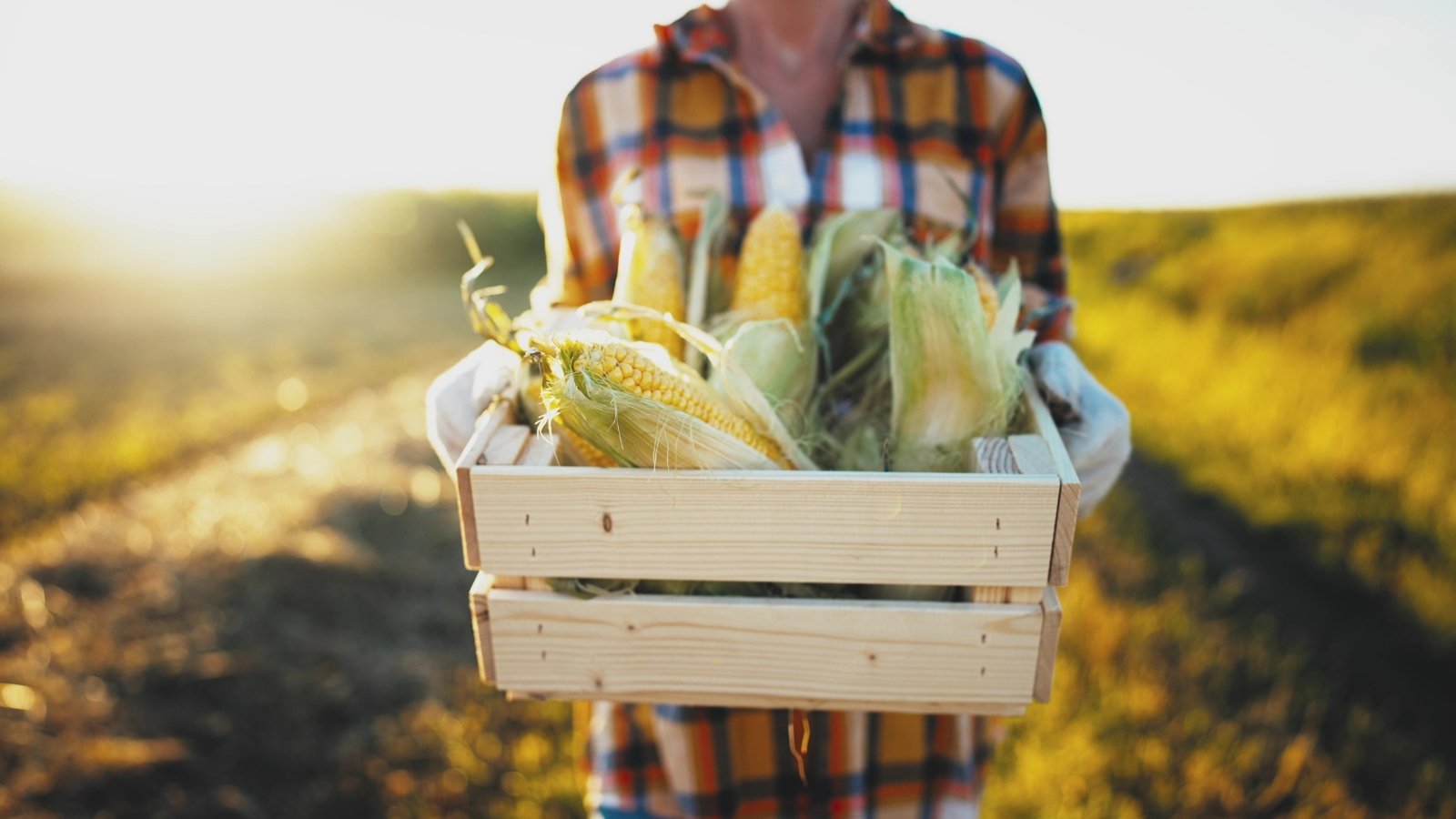 A woman farmer stands in a sunny field holding a wooden box filled with freshly harvested ears of corn.