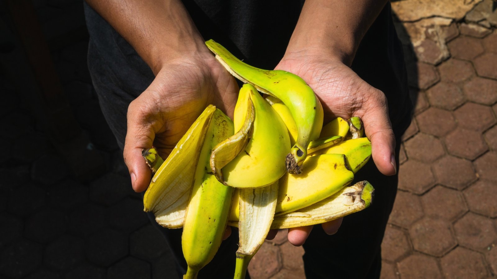 A man holds a bunch of yellow banana peels with some brown spots in his hands.