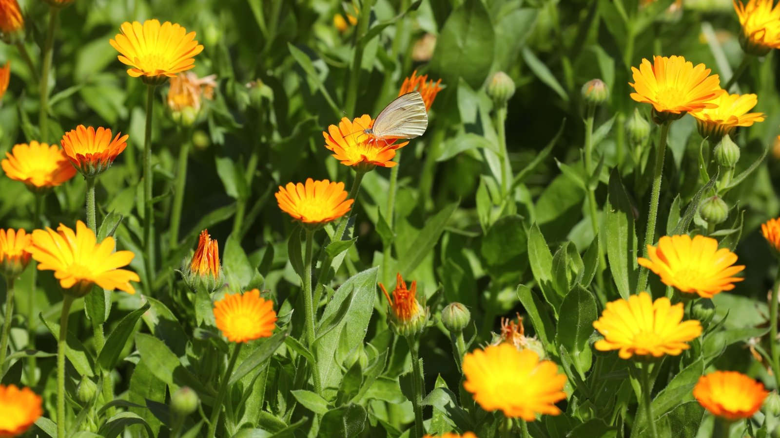 A grey and cream butterfly perches on a vibrant orange calendula bloom surrounded by leafy green stems and more golden-orange flowers in full bloom.