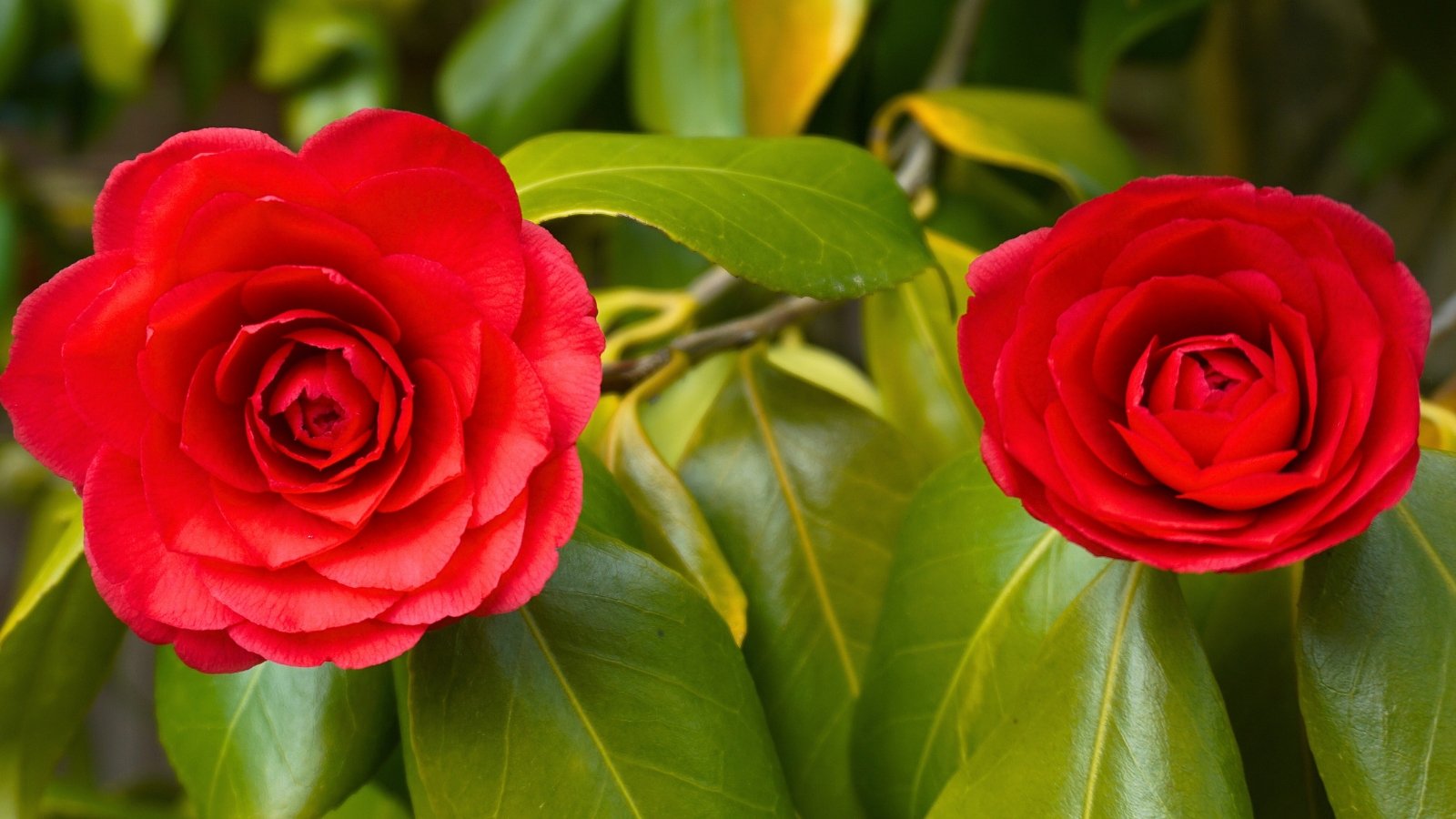 Two vibrant red, multi-layered flowers with prominent yellow stamens are set against a backdrop of dark green leaves.
