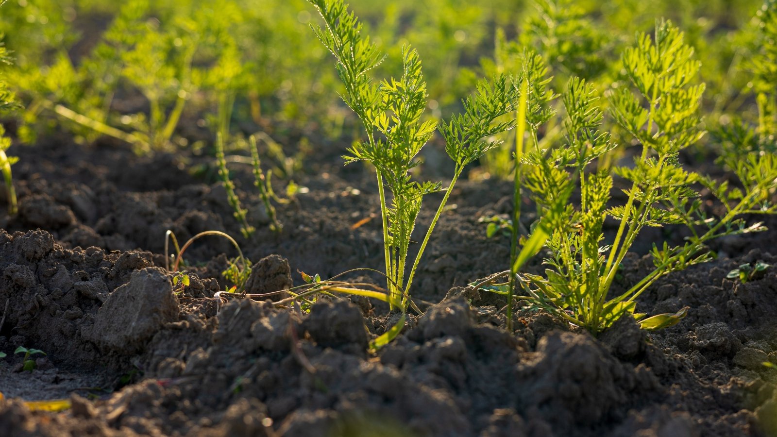 Carrot plants with feathery green tops grow upright in dense clay soil, illuminated by warm sunlight.