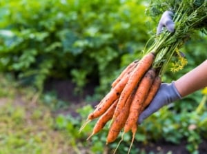 Close up of a gardener's gloved hands holding a bunch of freshly picked carrots with orange elongated roots and lush green foliage showing the carrots are ready to be harvested.