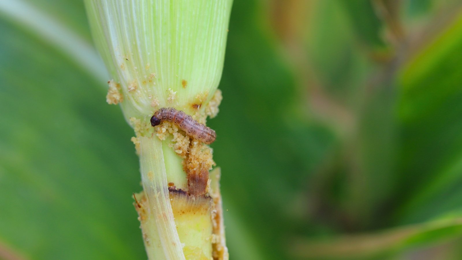 Corn stem with visible holes and frass is damaged by a pale, segmented caterpillar of the European corn borer.
