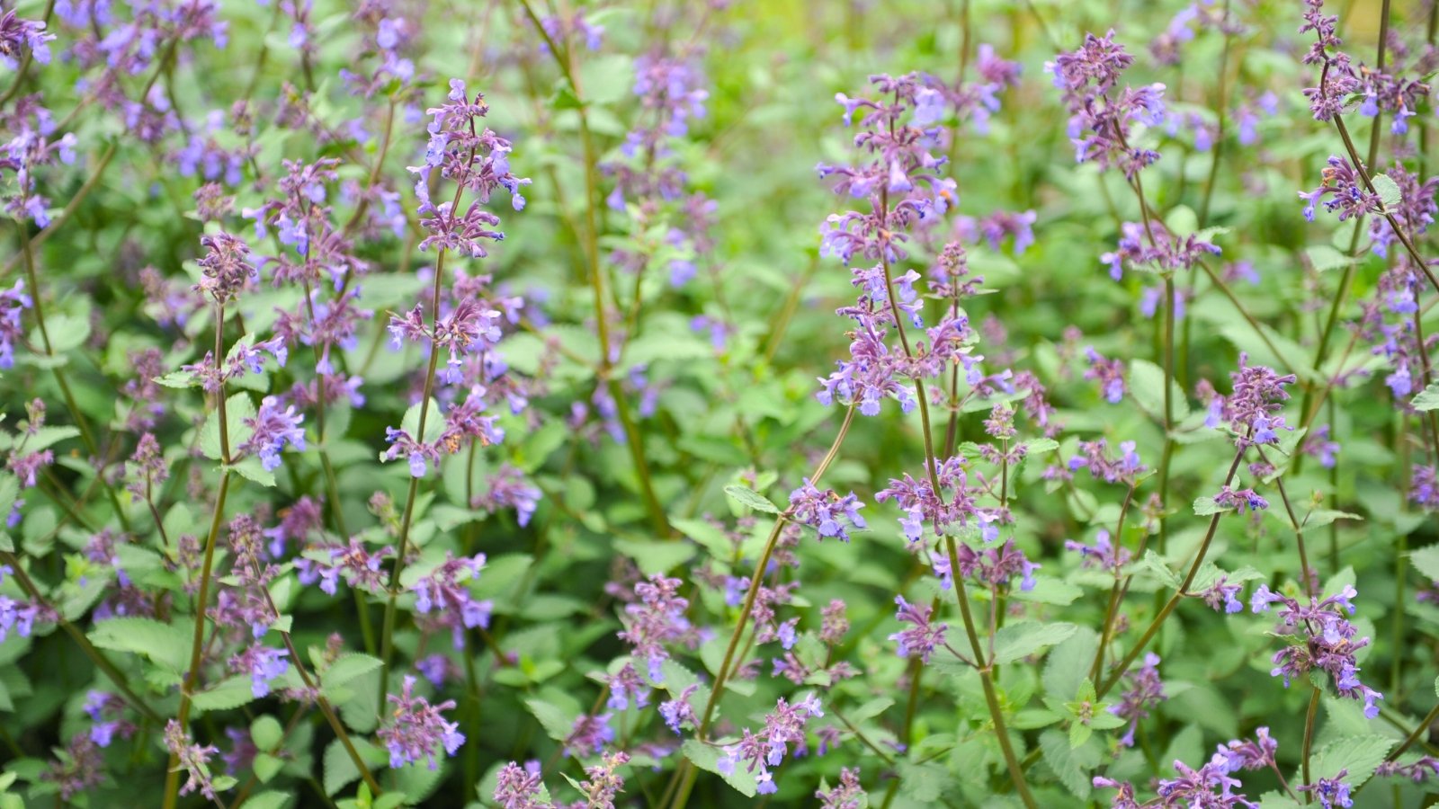 A mound of gray-green leaves topped with spikes of soft purple-blue flowers creates a billowy, pollinator-friendly display.