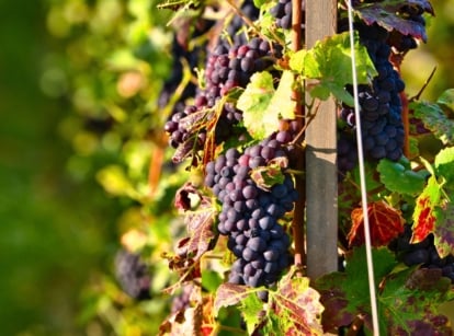 Clusters of ripe Champagne grapes, small and deep purple, hang in tight bunches among lush green leaves on the Pinot Noir vine.