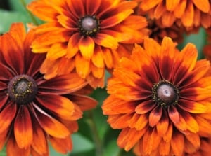 Close-up of blooming Cherokee Sunset black-eyed Susan flowers with ruffled, multicolored petals in shades of orange, red, and yellow surrounding dark, dome-shaped centers.
