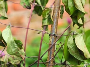 Clematis vine with drooping, blackened stems and shriveled leaves showing signs of sudden wilting.