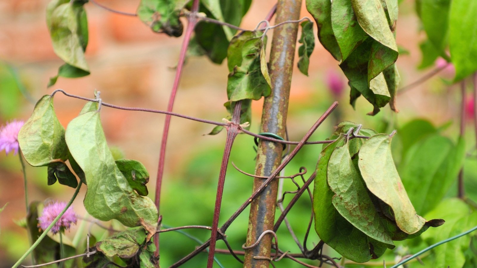 Clematis vine with drooping, blackened stems and shriveled leaves showing signs of sudden wilting.