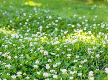 A lush clover lawn filled with dense green trifoliate leaves and clusters of small, round white flowers scattered across the soft, low-growing foliage.