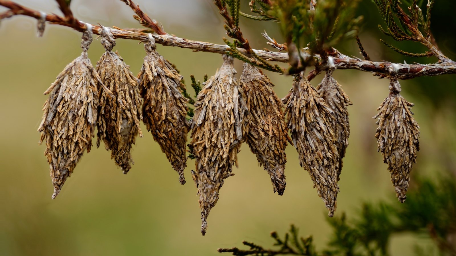 Small brown cocoon cases of Evergreen Bagworm moth hanging clustered from the green thuja branch.
