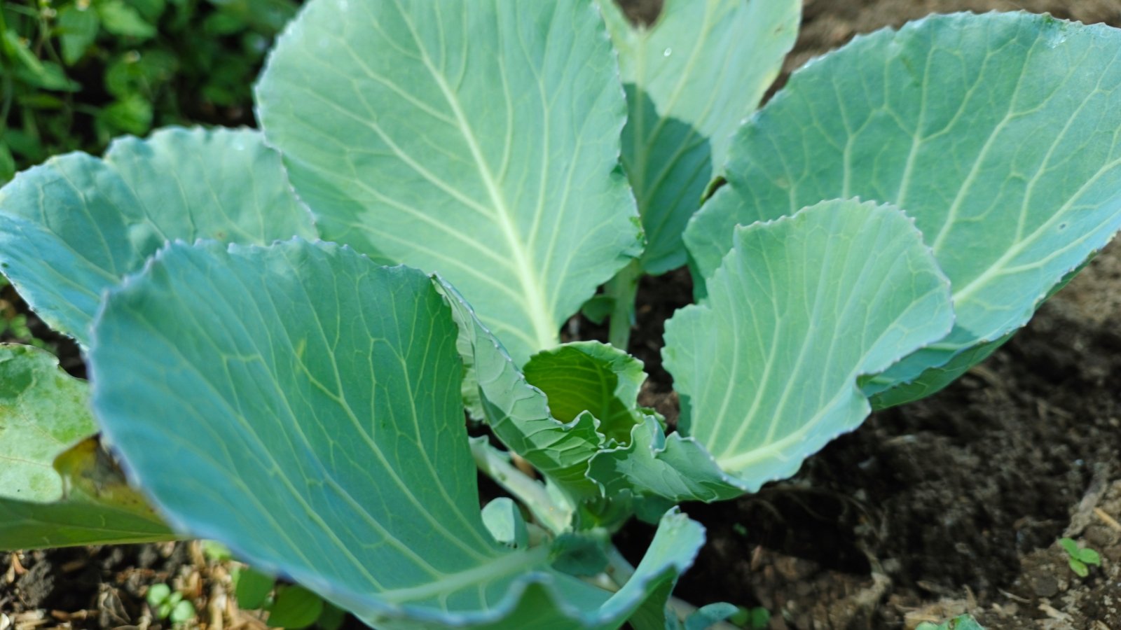 Large, broad blue-green leaves with prominent veins grow in a loose rosette above dark soil.
