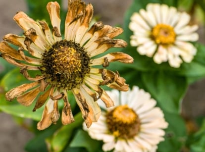 Close-up of a dried Zinnia flower with dry, wilting petals surrounding the dense seed head, ready to collect seeds in August.
