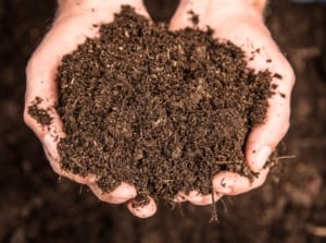 Common soil terms. Close-up of male hands holding fresh, fertile, rich, loose dark brown soil.