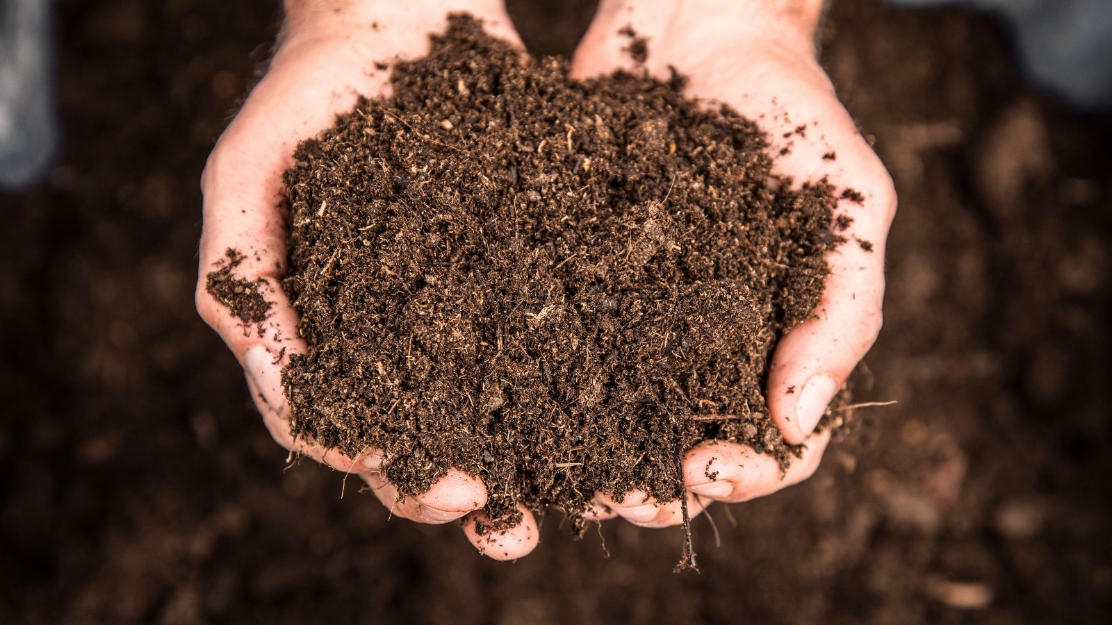 Common soil terms. Close-up of male hands holding fresh, fertile, rich, loose dark brown soil.