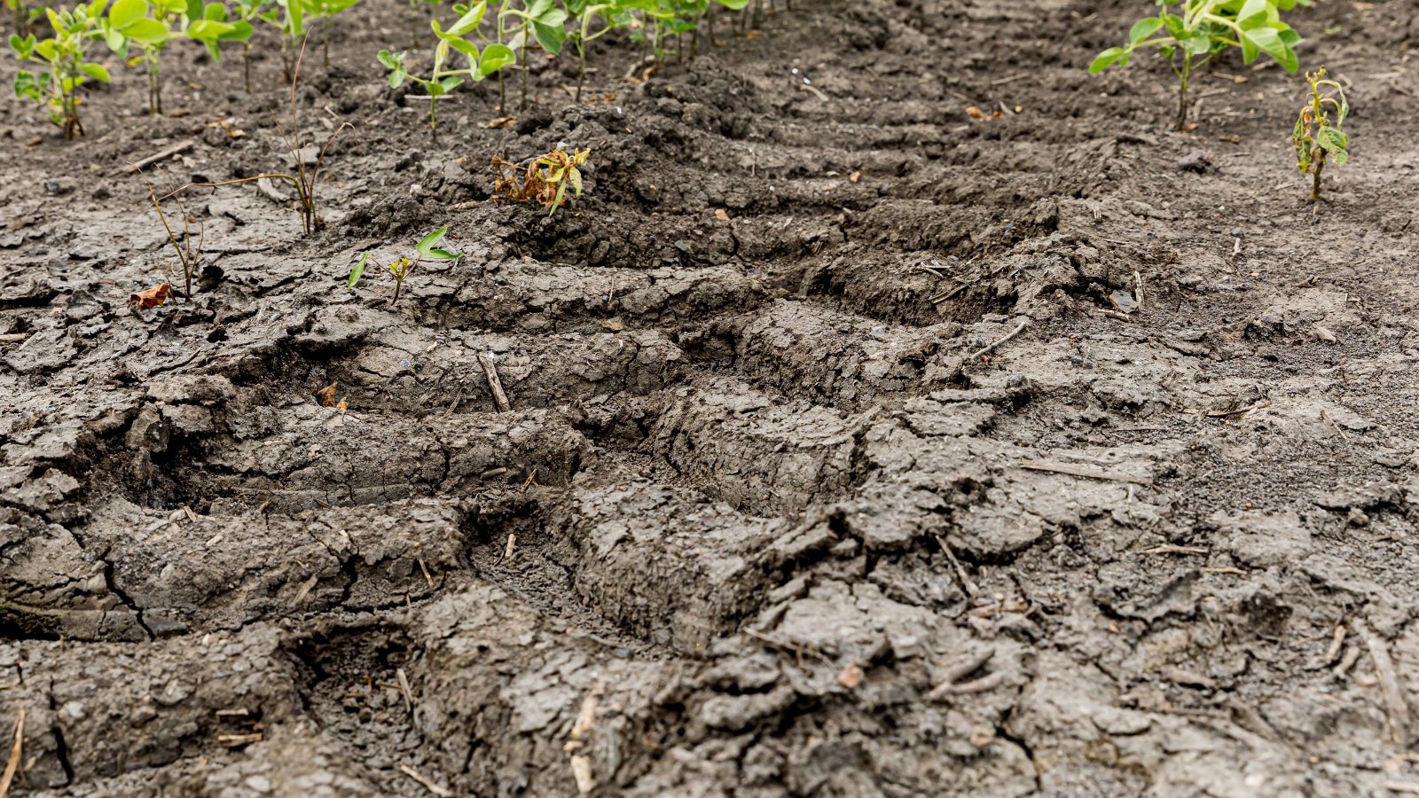 Hard, dense soil in a garden bed with a cracked, compacted surface showing minimal looseness.
