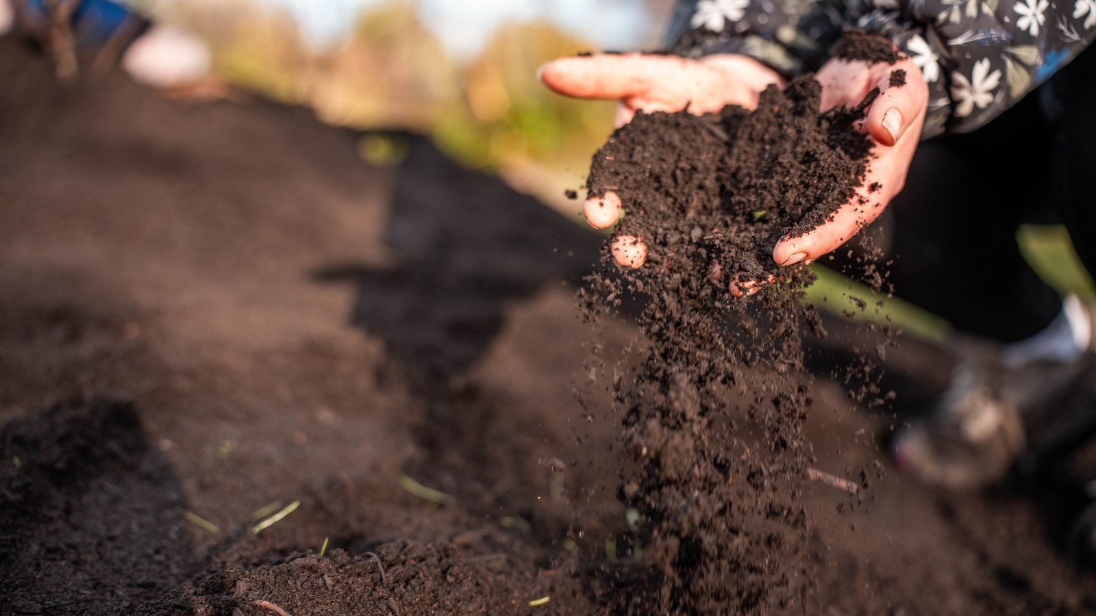 A female gardener is shown pouring fresh, loose black compost soil onto a pile in a sunny garden.