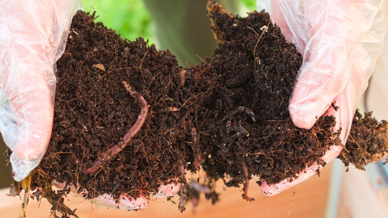 Rich, dark compost soil filled with wriggling earthworms is held in white gloved hands, showing healthy organic matter.